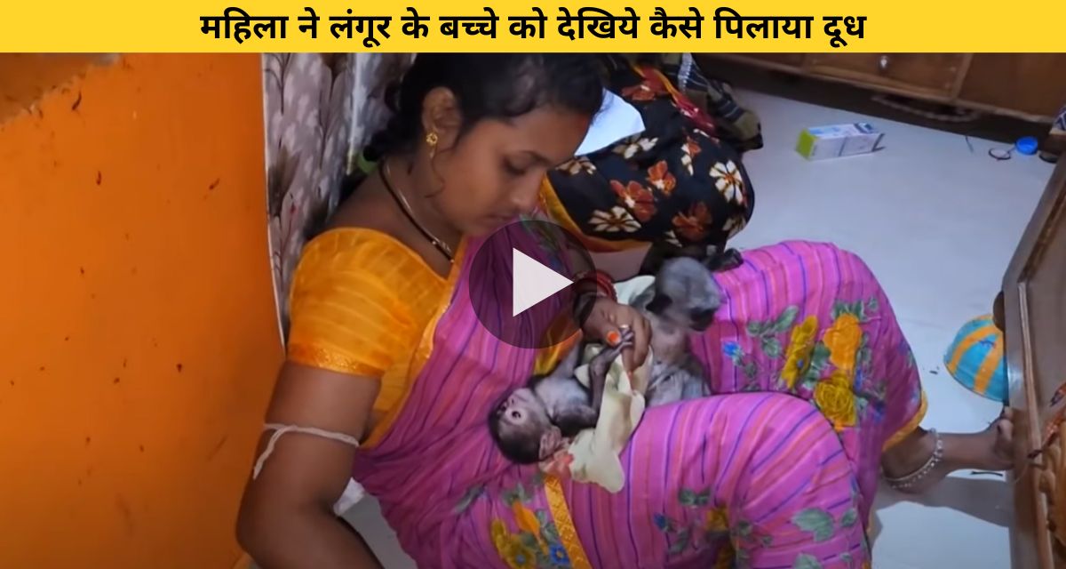 See how the woman fed milk to the baby langur