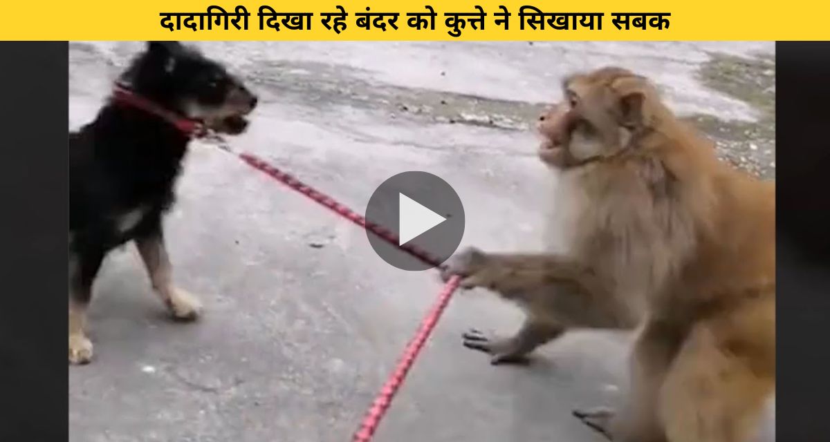 The dog taught a lesson to the monkey showing bullying