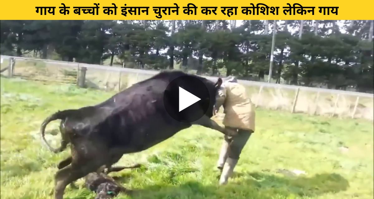 Man trying to steal cow's kids