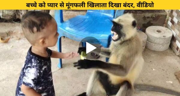 बच्चे को प्यार से मूंगफली खिलाता दिखा बंदर, वीडियो ने जीता सबका दिल