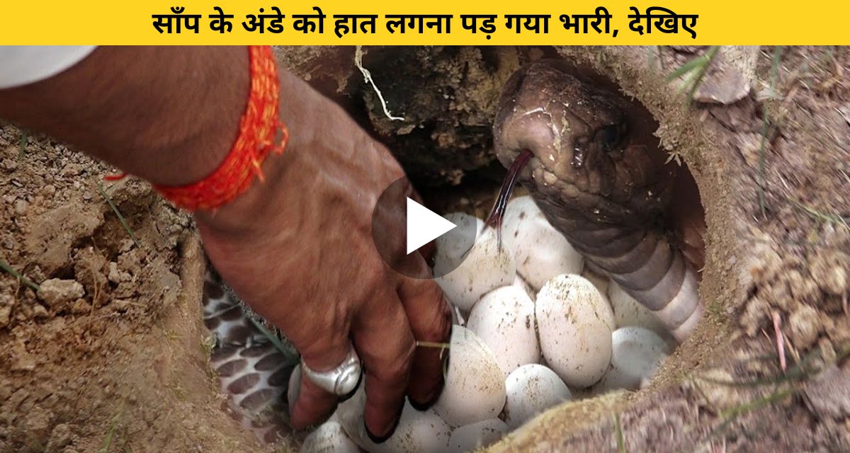 man touched snake egg