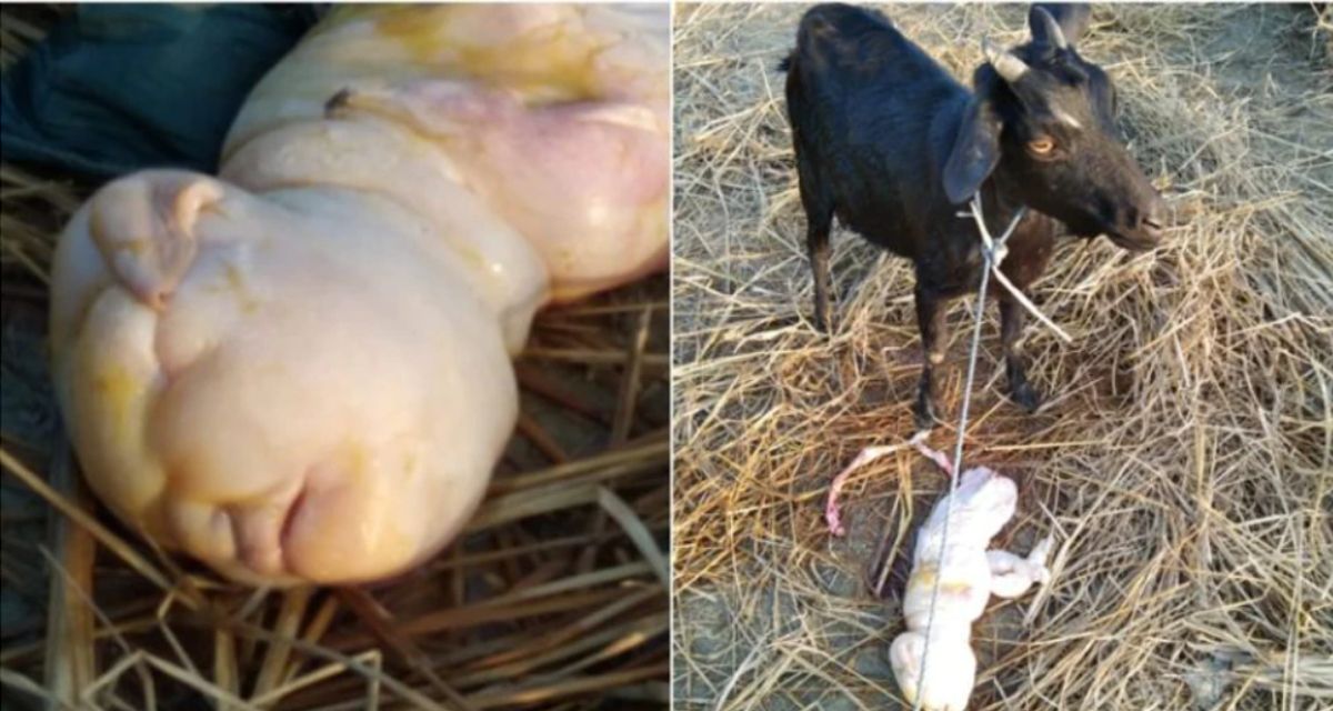 Goat gave birth to human-like children