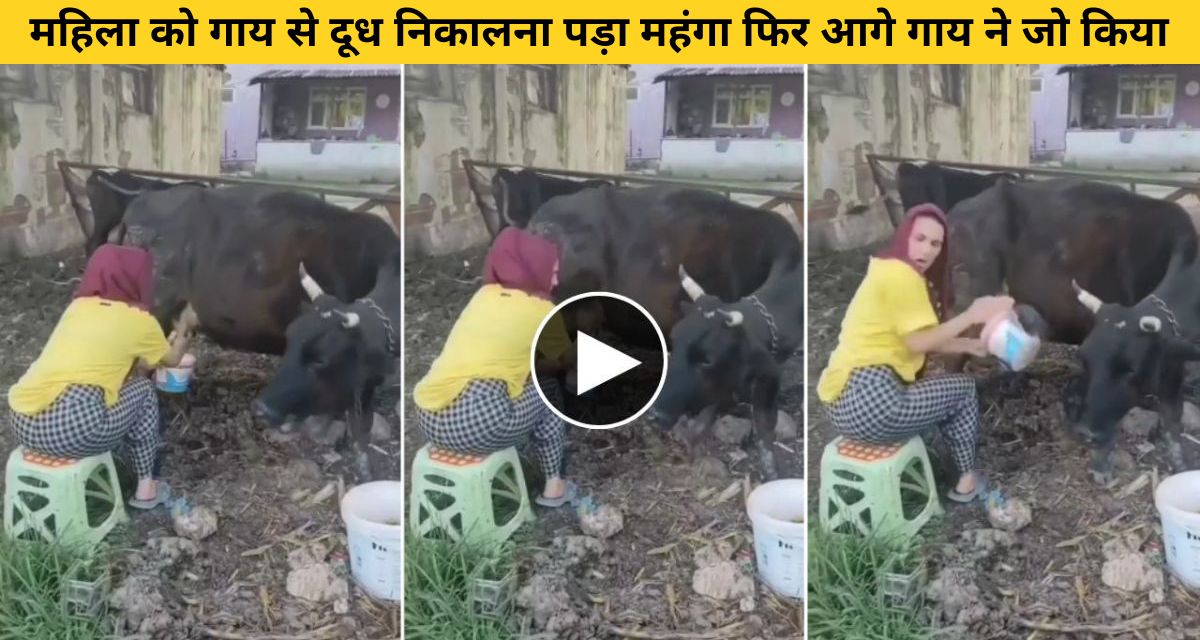 This happened to a woman extracting milk from a cow