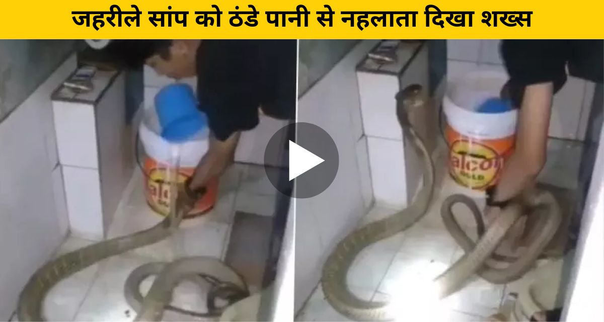 To relieve the snake from the heat