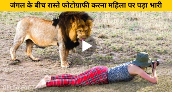 जंगल के बीच रास्ते फोटोग्राफी करना महिला पर पड़ा भारी, शेर ने किया…