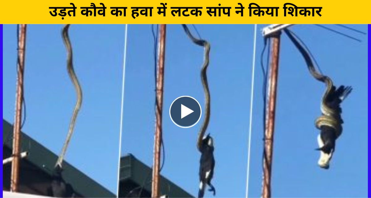 Snake hanging in the air hunted