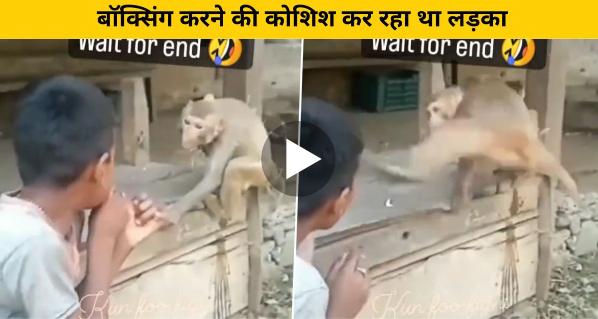 Monkey Kicks Boy Viral Video:
