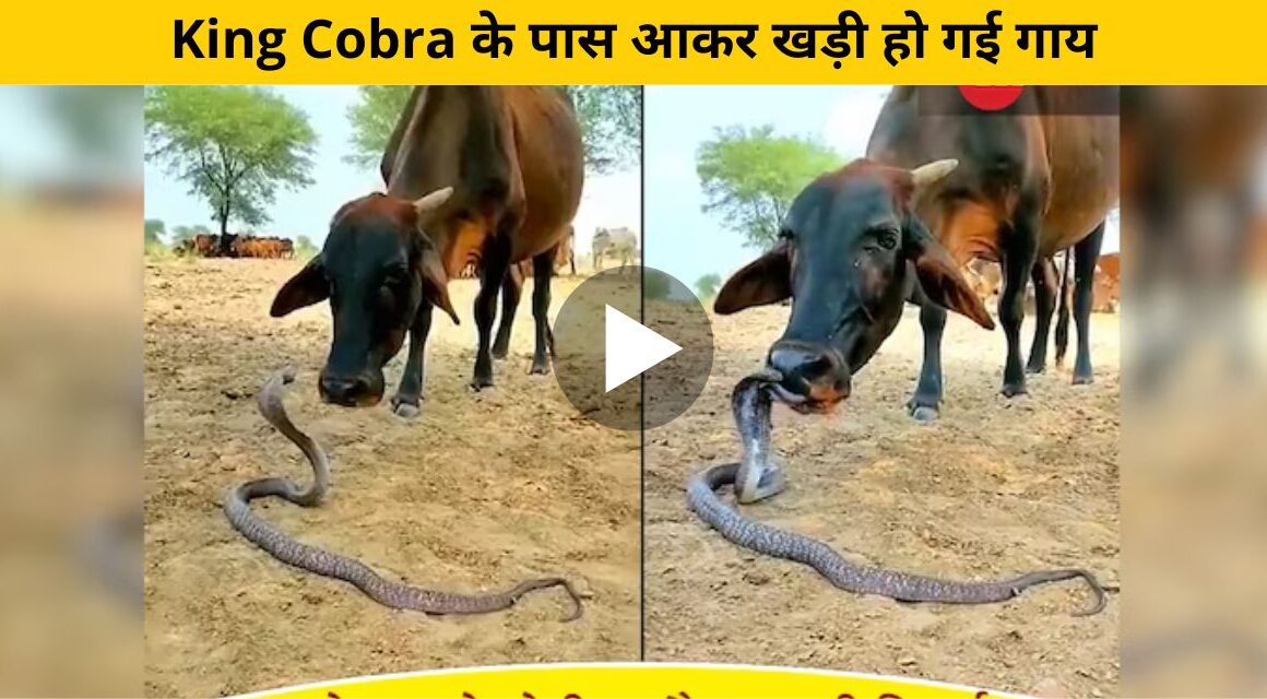 king cobra in front of cow
